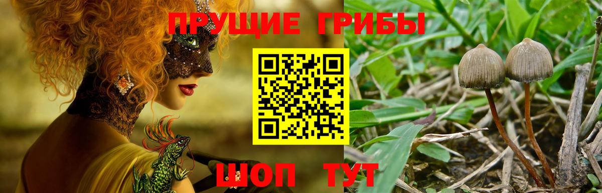 Заводоуковск  Галлюциногенные грибы Magic Shrooms  Вход с VPN 